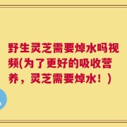 野生灵芝需要焯水吗视频(为了更好的吸收营养，灵芝需要焯水！)