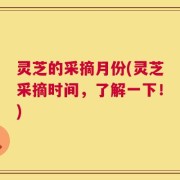 灵芝的采摘月份(灵芝采摘时间，了解一下！)