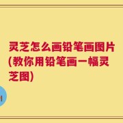灵芝怎么画铅笔画图片(教你用铅笔画一幅灵芝图)