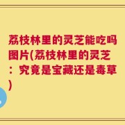 荔枝林里的灵芝能吃吗图片(荔枝林里的灵芝：究竟是宝藏还是毒草)