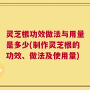 灵芝根功效做法与用量是多少(制作灵芝根的功效、做法及使用量)