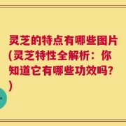 灵芝的特点有哪些图片(灵芝特性全解析：你知道它有哪些功效吗？)