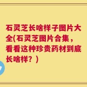 石灵芝长啥样子图片大全(石灵芝图片合集，看看这种珍贵药材到底长啥样？)