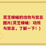 灵芝蜂蛹的功效与禁忌图片(灵芝蜂蛹：功效与禁忌，了解一下！)