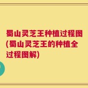 蜀山灵芝王种植过程图(蜀山灵芝王的种植全过程图解)