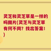 灵芝和灵芝草是一样的吗图片(灵芝与灵芝草有何不同？找出答案！)