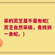 采的灵芝是不是有蛇(灵芝自然采摘，竟找到一条蛇。)