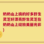 奶奶山上摘的好多野生灵芝好漂亮野生灵芝在奶奶山上绽放美丽光彩)