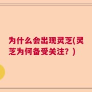 为什么会出现灵芝(灵芝为何备受关注？)