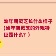 幼年期灵芝长什么样子(幼年期灵芝的外观特征是什么？)