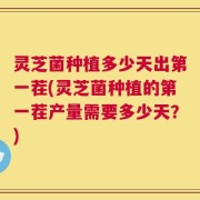 灵芝菌种植多少天出第一茬(灵芝菌种植的第一茬产量需要多少天？)