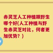 赤灵芝人工种植跟野生哪个好(人工种植与野生赤灵芝对比，何者更加优势？)