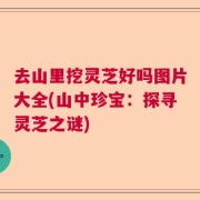 去山里挖灵芝好吗图片大全(山中珍宝：探寻灵芝之谜)