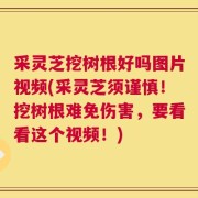 采灵芝挖树根好吗图片视频(采灵芝须谨慎！挖树根难免伤害，要看看这个视频！)