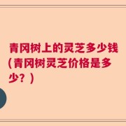 青冈树上的灵芝多少钱(青冈树灵芝价格是多少?)