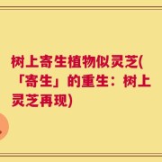 树上寄生植物似灵芝(「寄生」的重生：树上灵芝再现)