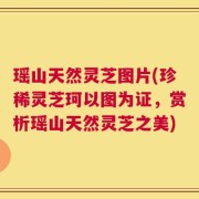 瑶山天然灵芝图片(珍稀灵芝珂以图为证，赏析瑶山天然灵芝之美)