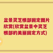 盆景灵芝根部固定图片欣赏(欣赏盆景中灵芝根部的美丽固定方式)