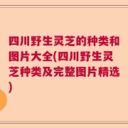 四川野生灵芝的种类和图片大全(四川野生灵芝种类及完整图片精选)