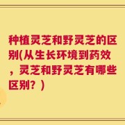 种植灵芝和野灵芝的区别(从生长环境到药效，灵芝和野灵芝有哪些区别？)