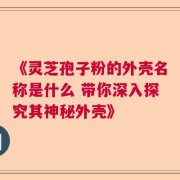 《灵芝孢子粉的外壳名称是什么 带你深入探究其神秘外壳》