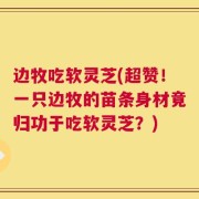 边牧吃软灵芝(超赞！一只边牧的苗条身材竟归功于吃软灵芝？)