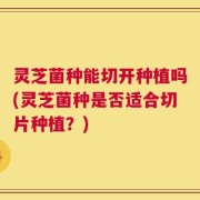 灵芝菌种能切开种植吗(灵芝菌种是否适合切片种植？)
