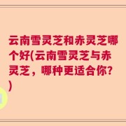 云南雪灵芝和赤灵芝哪个好(云南雪灵芝与赤灵芝，哪种更适合你？)