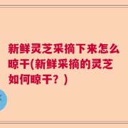 新鲜灵芝采摘下来怎么晾干(新鲜采摘的灵芝如何晾干？)