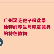 广州灵芝孢子粉盆景 独特的养生与观赏兼具的特色植物