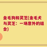 金毛狗和灵芝(金毛犬与灵芝：一场意外的组合)