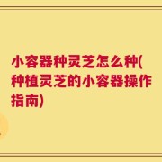 小容器种灵芝怎么种(种植灵芝的小容器操作指南)