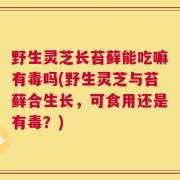 野生灵芝长苔藓能吃嘛有毒吗(野生灵芝与苔藓合生长，可食用还是有毒？)