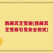 西藏灵芝雪崩(西藏灵芝雪崩引发安全担忧)