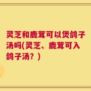 灵芝和鹿茸可以煲鸽子汤吗(灵芝、鹿茸可入鸽子汤？)