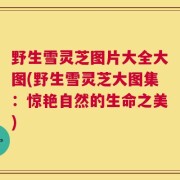 野生雪灵芝图片大全大图(野生雪灵芝大图集：惊艳自然的生命之美)