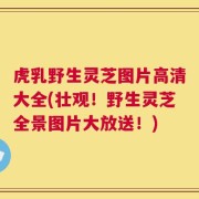 虎乳野生灵芝图片高清大全(壮观！野生灵芝全景图片大放送！)