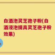 白酒泡灵芝孢子粉(白酒浸泡提高灵芝孢子粉效果)