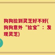 狗狗捡到灵芝好不好(狗狗意外“捡宝”：发现灵芝)