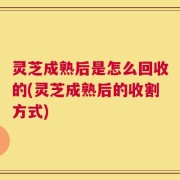 灵芝成熟后是怎么回收的(灵芝成熟后的收割方式)