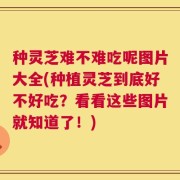 种灵芝难不难吃呢图片大全(种植灵芝到底好不好吃？看看这些图片就知道了！)