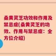 桑黄灵芝功效和作用及禁忌症(桑黄灵芝的功效、作用与禁忌症：全方位介绍)