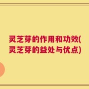 灵芝芽的作用和功效(灵芝芽的益处与优点)