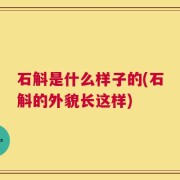 石斛是什么样子的(石斛的外貌长这样)
