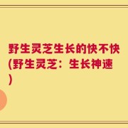 野生灵芝生长的快不快(野生灵芝：生长神速)