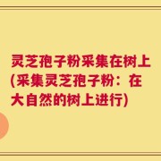 灵芝孢子粉采集在树上(采集灵芝孢子粉：在大自然的树上进行)