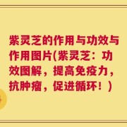 紫灵芝的作用与功效与作用图片(紫灵芝：功效图解，提高免疫力，抗肿瘤，促进循环！)