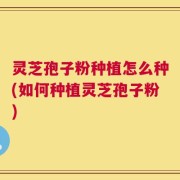 灵芝孢子粉种植怎么种(如何种植灵芝孢子粉)