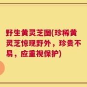 野生黄灵芝图(珍稀黄灵芝惊现野外，珍贵不易，应重视保护)