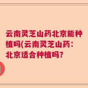 云南灵芝山药北京能种植吗(云南灵芝山药：北京适合种植吗？